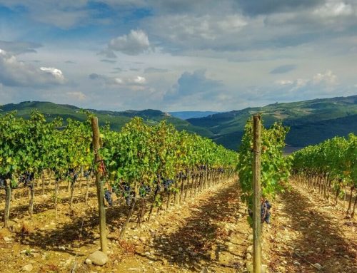 Weinwandern in der südlichen Toskana